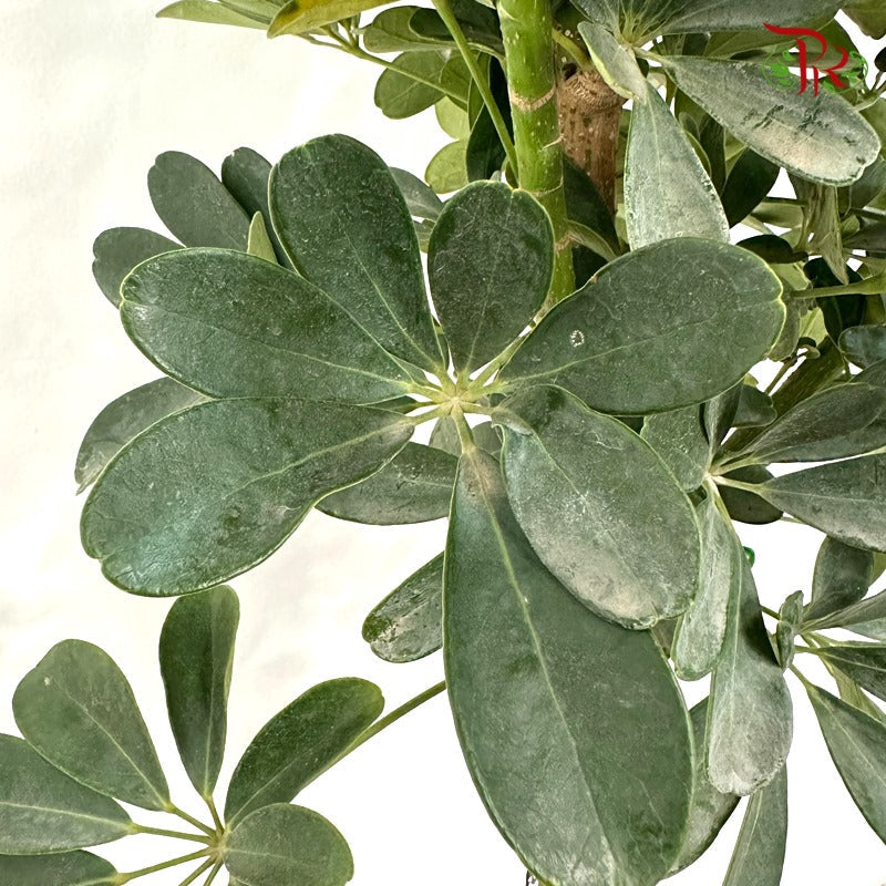 Schefflera Lolipop《鸭脚树》