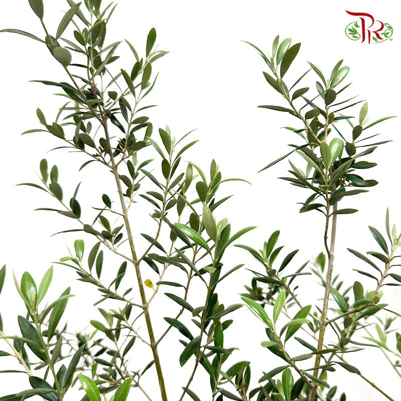 Olive Tree《橄榄树》