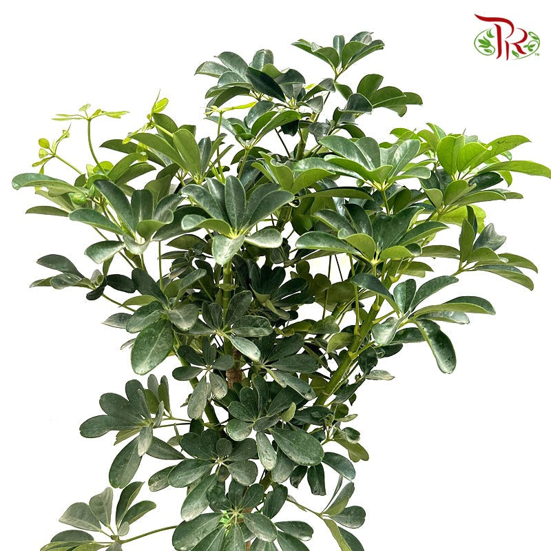 Schefflera Lolipop《鸭脚树》