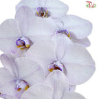 Phalaenopsis Cut《蝴蝶兰》