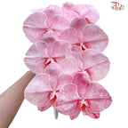 Phalaenopsis Cut《蝴蝶兰》