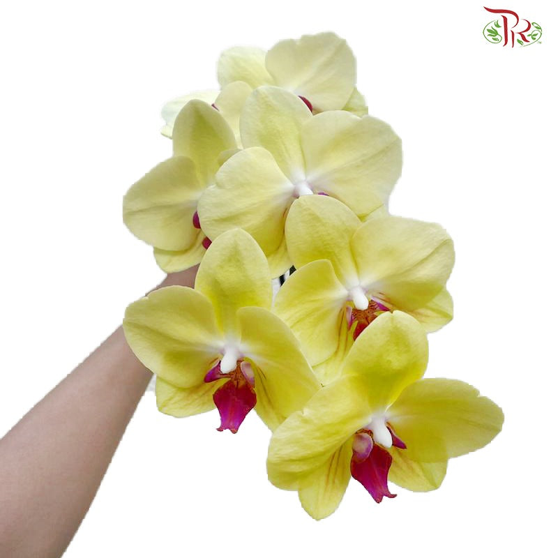 Phalaenopsis Cut《蝴蝶兰》