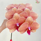 Phalaenopsis Cut《蝴蝶兰》