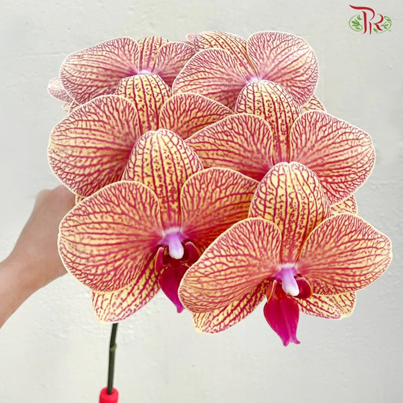 Phalaenopsis Cut《蝴蝶兰》