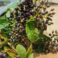 Viburnum Berry
