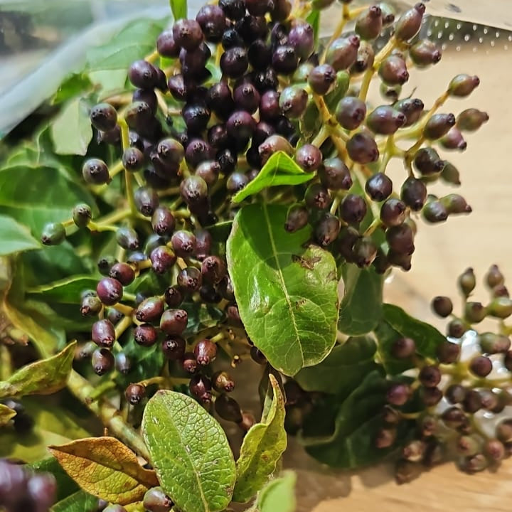 Viburnum Berry