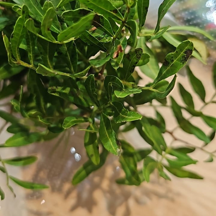 Lentisco Pistacia