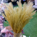 Dry Golden Grass