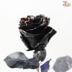 STAR Rose Dyed