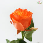 STAR Rose Dyed