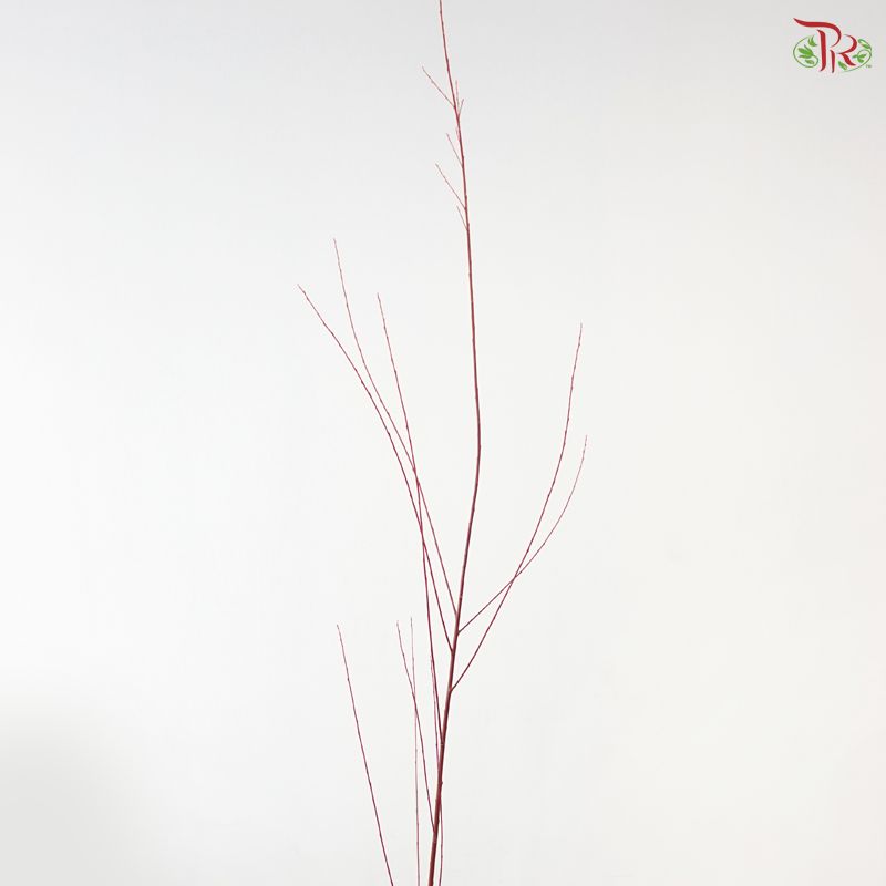 Salix Red