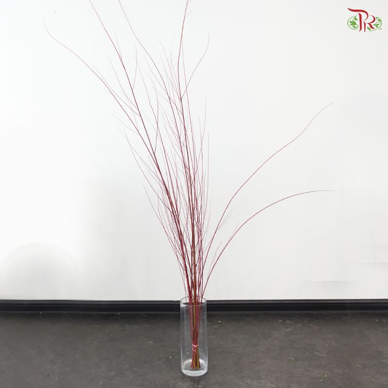 Salix Red