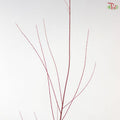 Salix Red