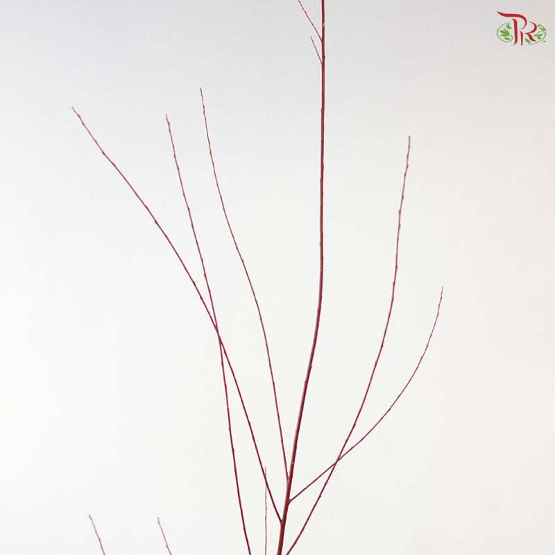 Salix Red
