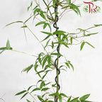 Bambusa 小叶勒竹