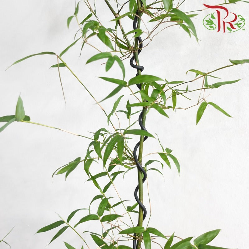 Bambusa 小叶勒竹