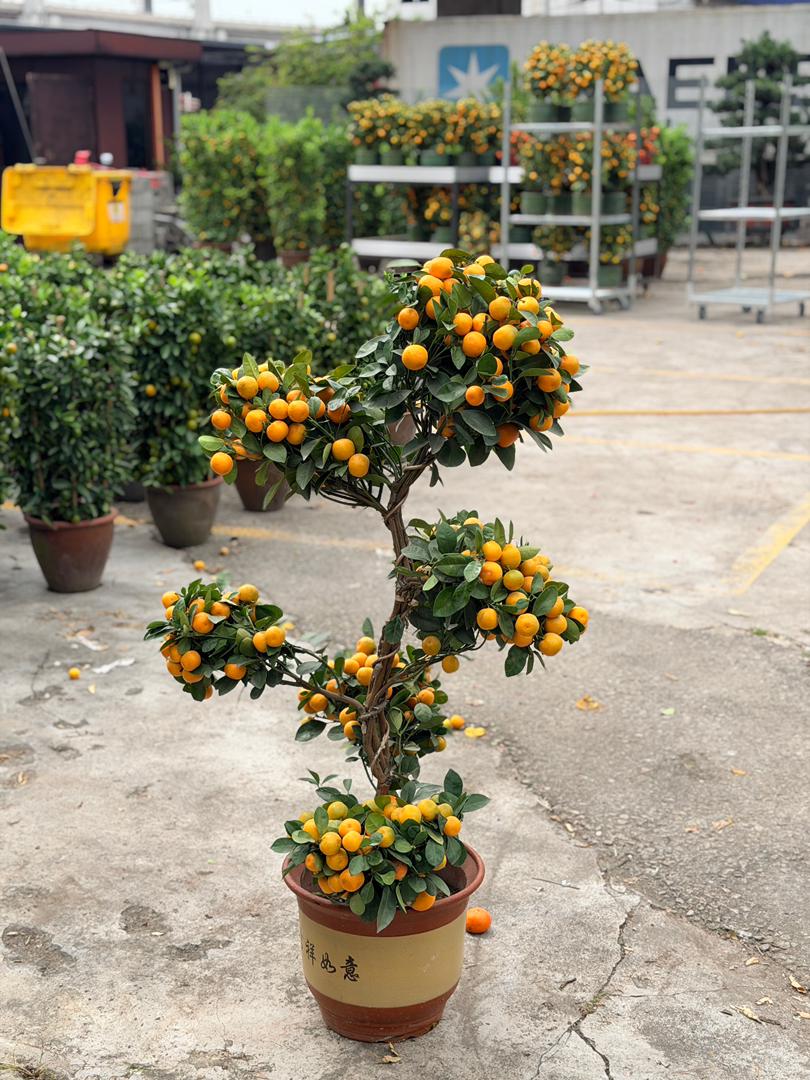 Lime Tree Bonsai 桔子盆景