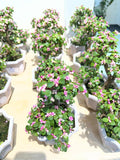 Portulacaria Bonsai《金枝玉叶造型》