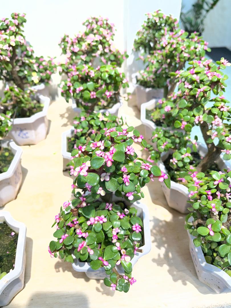Portulacaria Bonsai《金枝玉叶造型》