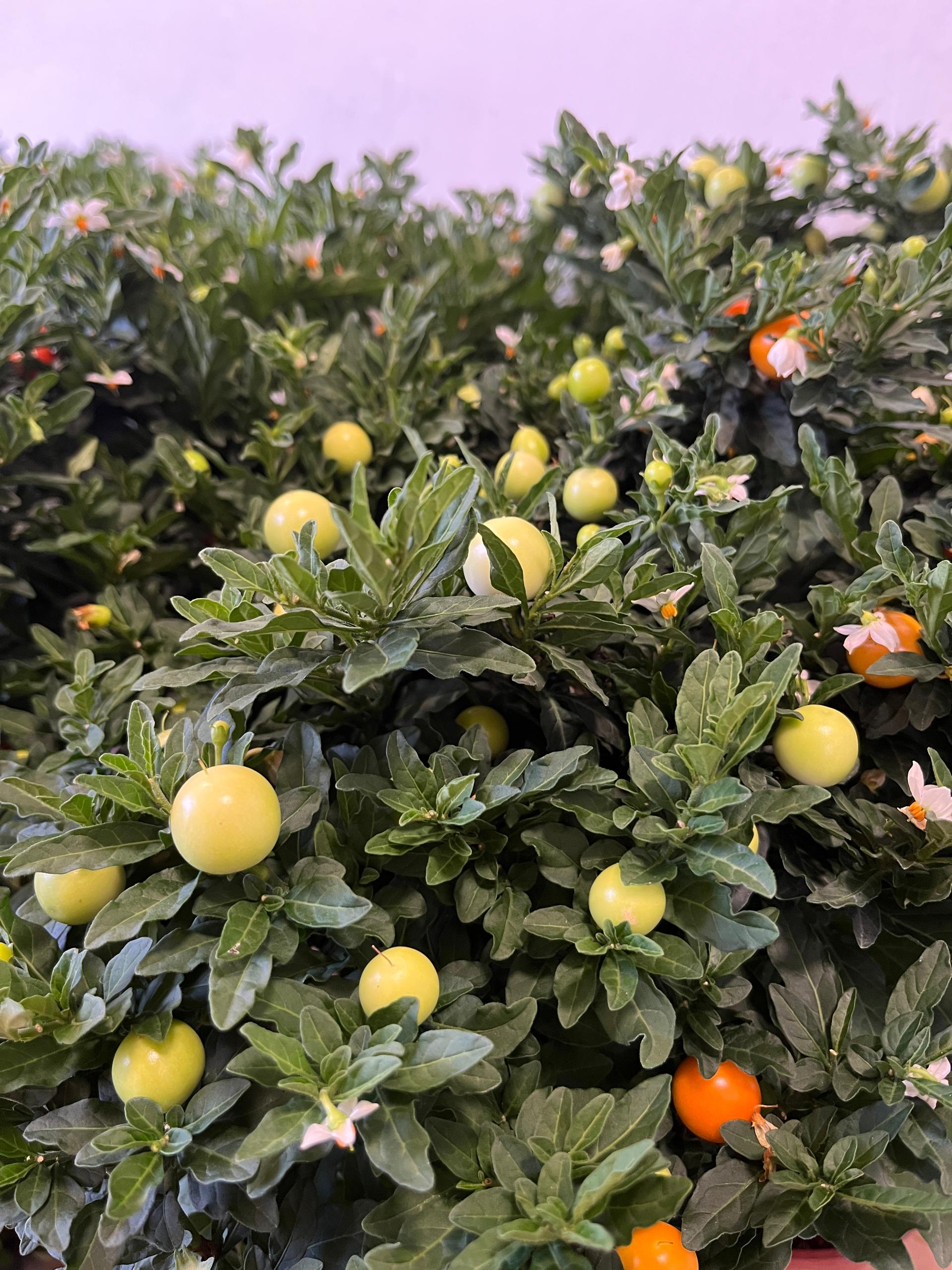 christmas cherry (Solanum) 150p