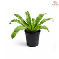 Asplenium Scolopendrium L. (P150)