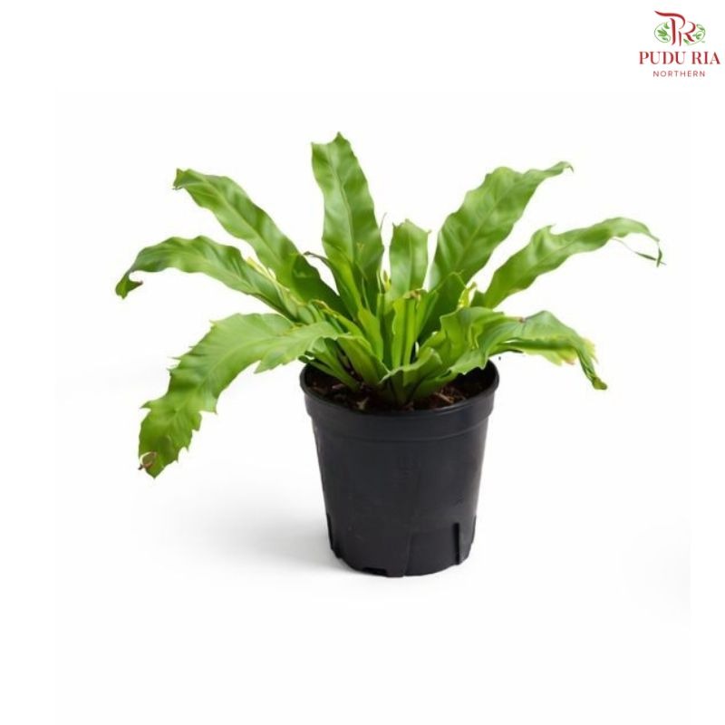 Asplenium Scolopendrium L. (P150)