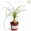 Beaucarnea Recurvata (P90)