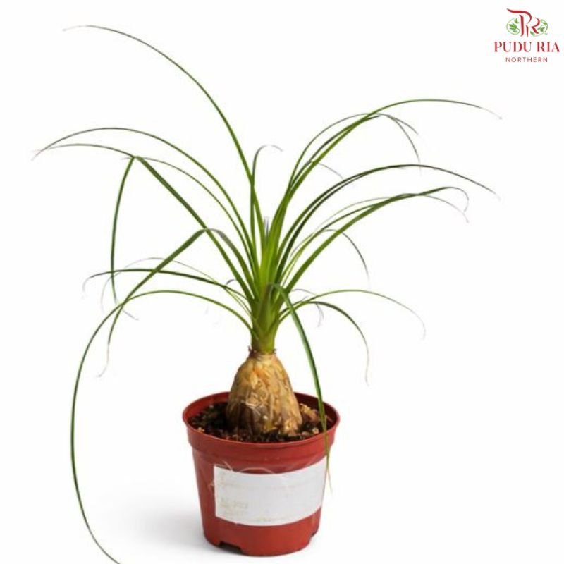Beaucarnea Recurvata (P90)