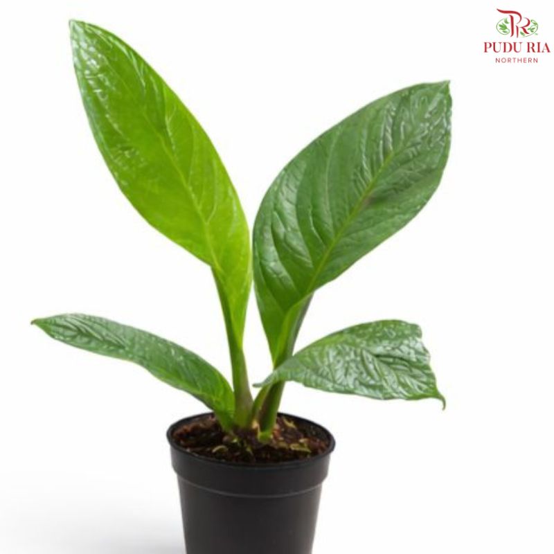 Anthurium Jungle Bush (P150)(I)