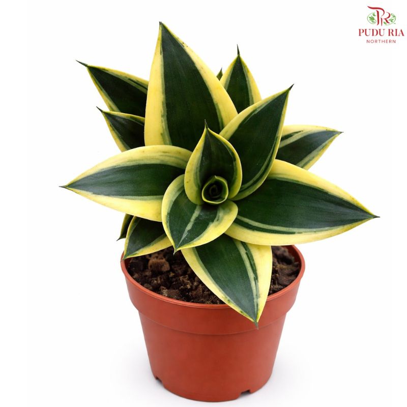 Sansevieria Golden Black Star (P12cm) H08
