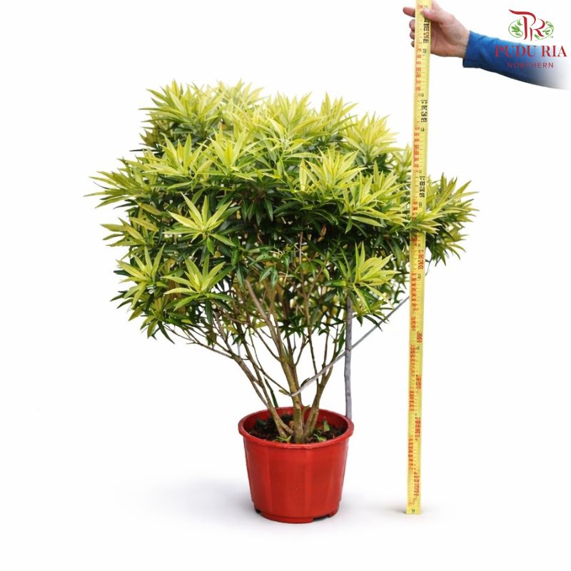 Pleomele Reflexa Song of Srilanka (120cm) H08