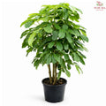 Schefflera Amate Multi - Big Leaf《鸭脚树》H08
