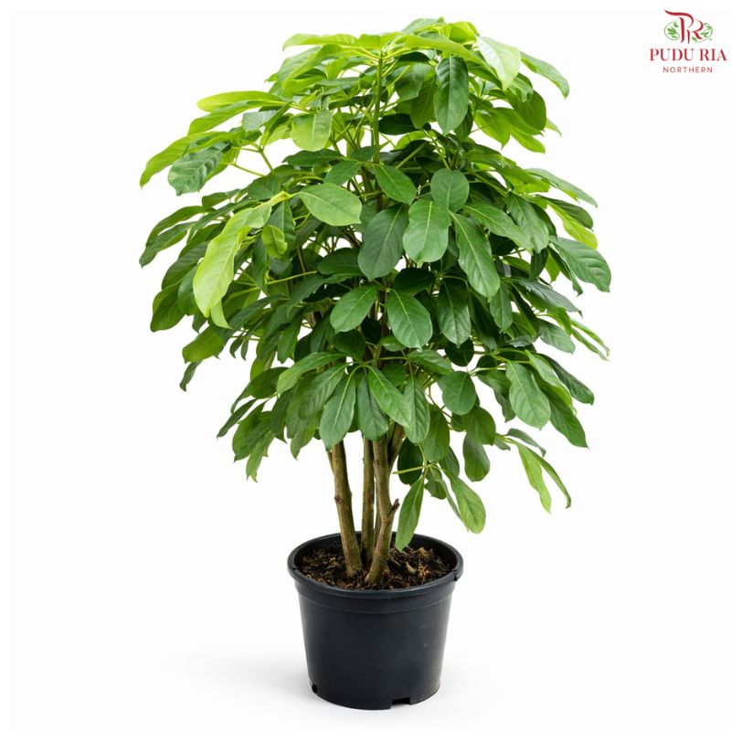 Schefflera Amate Multi - Big Leaf《鸭脚树》H08