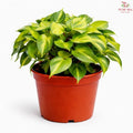 Philodendron Scanden Varigated P12cm H08