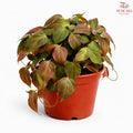 Philodendron Scanden Brown P12cm H08