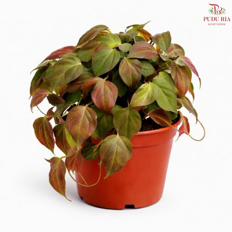 Philodendron Scanden Brown P12cm H08