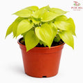 Philodendron Scanden Gold P12cm H08