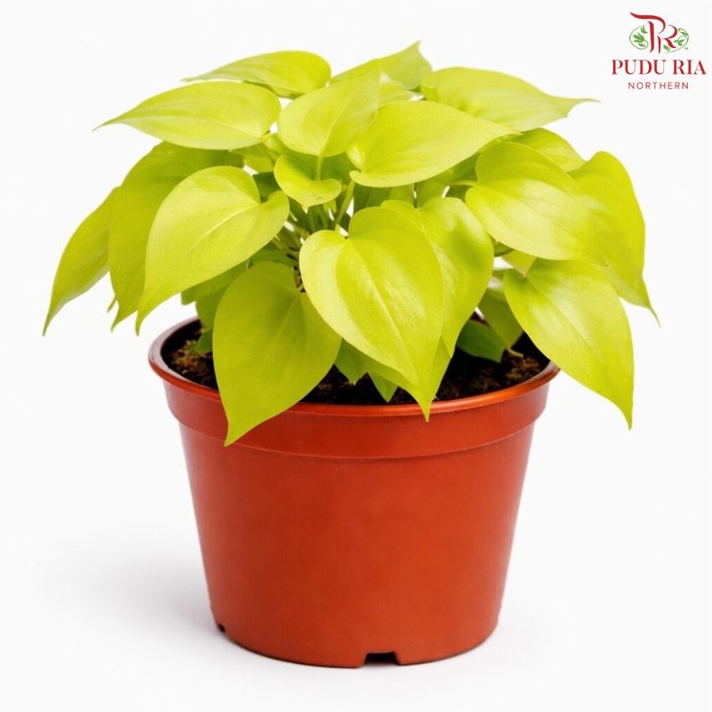 Philodendron Scanden Gold P12cm H08