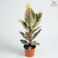 Ficus Elastica Tineke P12《花叶橡皮树‍》H08