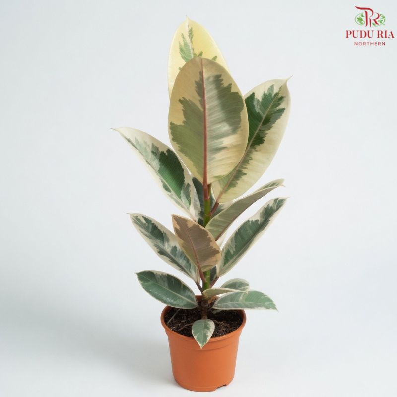 Ficus Elastica Tineke P12《花叶橡皮树‍》H08