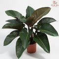 Philodendron Red Congo P24《红帝王蔓绿绒》H08