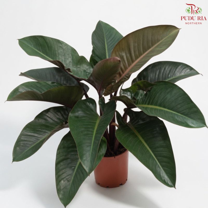 Philodendron Red Congo P24《红帝王蔓绿绒》H08