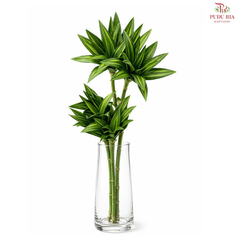 Dracaena Decor (2 Units)