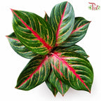 Aglaonema Red Borju 《粗肋草》F07