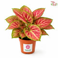 Calathea Passion F07