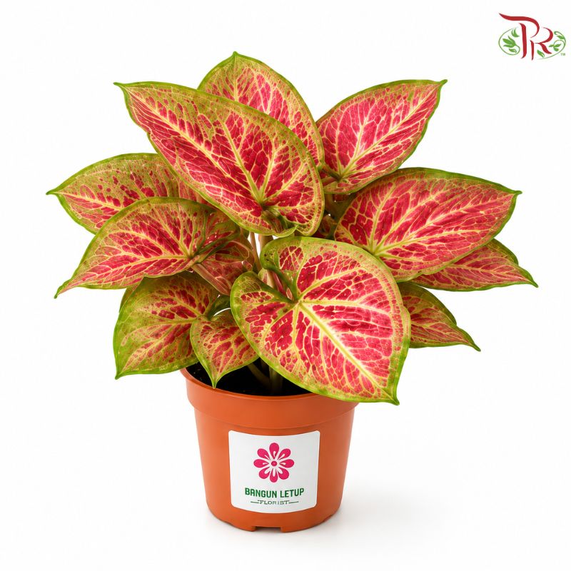 Calathea Passion F07