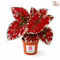 Calathea Fire Phoenix F07