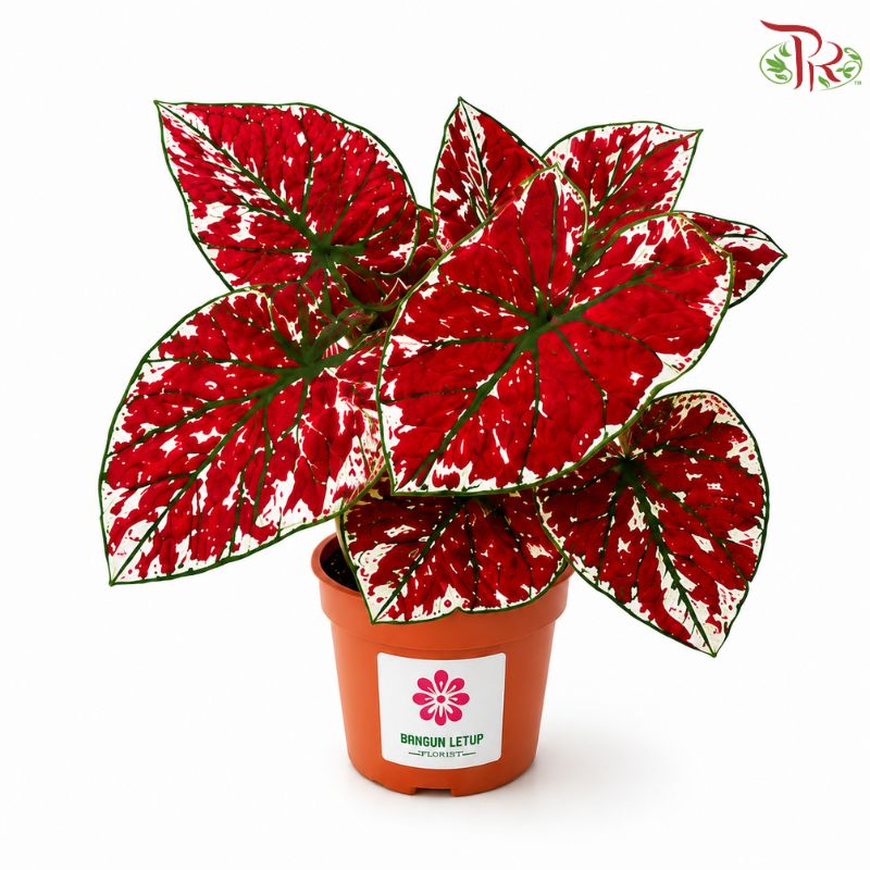 Calathea Fire Phoenix F07