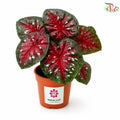 Calathea Aurora F07