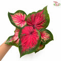 Calathea Berlian F07